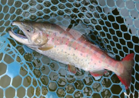 アタリ連発！ ～岡崎トラウトポンド～